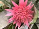 parcfloral