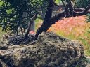 parcfloral