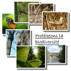 Biodiversit